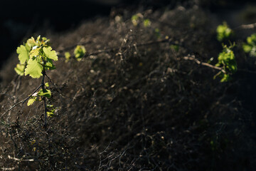 Fresh green grapevine sprouts growing in the black volcanic soil of Lanzarote.