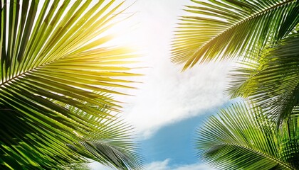 Fototapeta premium palm tree leaves
