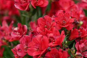 Beautiful spring flowers on a defocused background