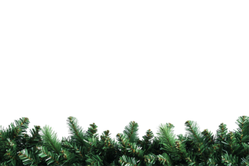 Verdant fir fronds create a natural border against a black expanse, evoking nature's beauty
