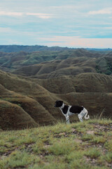 A Black and White Dog enjoying A beautiful view of indonesian paradise at Palindi Piarakuku Hills, East Sumba, Indonesia.