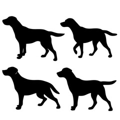 Labrador Retriever Dog collection silhouette black vector on white background. labrador retriever dog silhouette in different positions isolated on white background. 