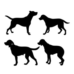 Labrador Retriever Dog collection silhouette black vector on white background. labrador retriever dog silhouette in different positions isolated on white background. 