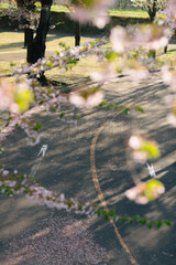 Sakura Blossoms Overlook a Serene Road in Japan