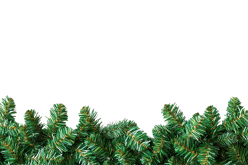 Green pine needles border a transparent background. Realistic. Isolated. Perfect for holiday designs or winter themes