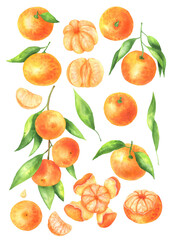 Watercolor set of tangerines