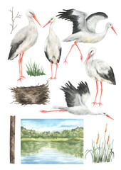Watercolor set of storks