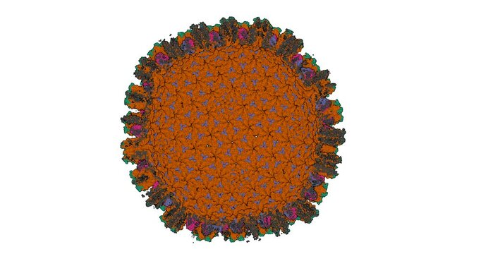 Epstein-Barr Virus Capsid Internal Rotation