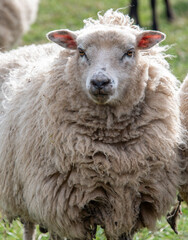 A white sheep in a field.