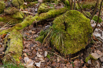 Baumstumpf und Äste auf dem Waldboden mit Moos bedeckt