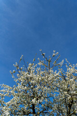 Blossoming fruit tree against blue background