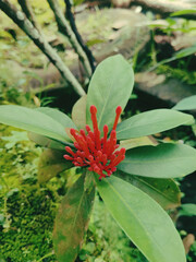 Red Flower in Lush Green Foliage