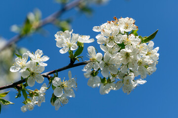 Blossoming fruit tree against blue background