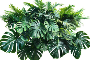 Obraz premium Lush arrangement of tropical greenery featuring Monstera & palm leaves, vivid color, isolated on white