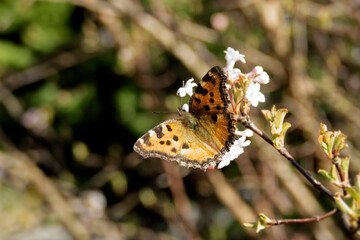 Large tortoiseshell (Nymphalis polychloros) perched on a white flower in Zurich, Switzerland