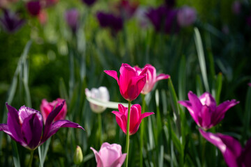 Fototapeta premium Tulpen3