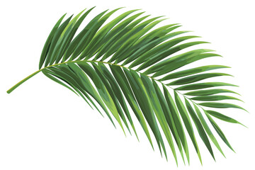 Obraz premium Set of tropical leaves on a white background.