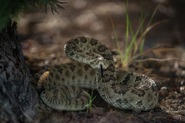 Prairie Rattlesnake (Crotalus viridis) Rattle