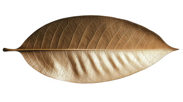 Golden Leaf Illustration Isolated on Transparent Background in Detailed View