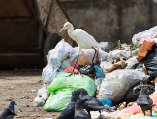 A bird is standing on top of a pile of trash