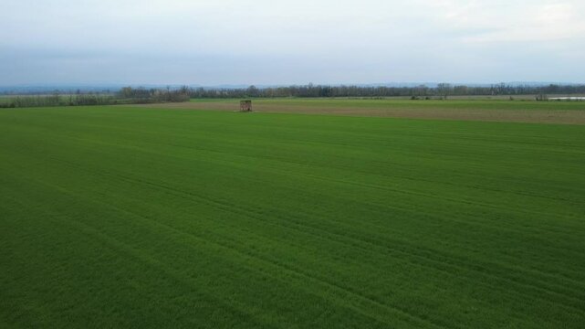 Dal drone pianura Padanacon terre seminate a grano, primavera, verde, strade di campagna, viali di alberi, Bosco Marengo, Alessandria, Piemonte, Italia