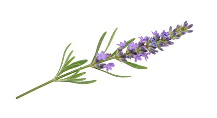 Isolated Lavender Sprig