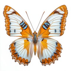 Fototapeta premium Vibrant Orange and Blue Butterfly on a White Background