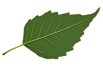 A green leaf, showcasing intricate vein patterns, contrasts against a stark transparent background, emphasizing its details