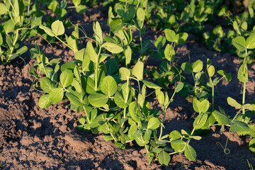 Young Green Pea Plants Growing in Soil on Sunny Day. Early stage of green pea cultivation