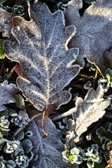 Frozen oak leaves with hoarfrost create a natural texture and convey the atmosphere of a cold morning. Natural colours, details and texture highlight the seasonality and fragile beauty of nature.