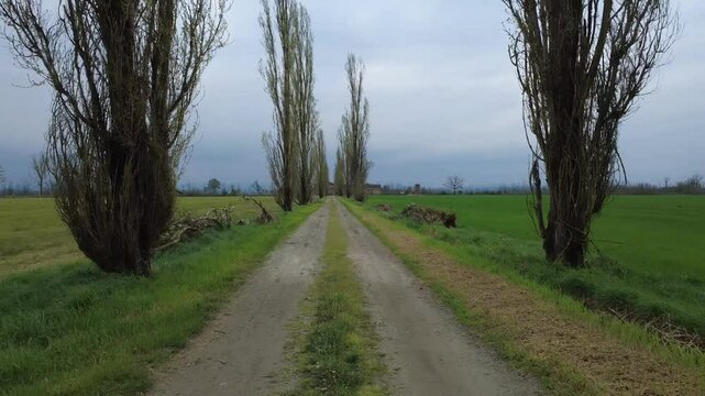 Dal drone pianura Padanacon terre seminate a grano, primavera, verde, strade di campagna, viali di alberi, Bosco Marengo, Alessandria, Piemonte, Italia