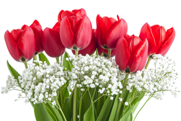 Vibrant red tulips and delicate white baby's breath against a transparent backdrop. Petals gleam in the light