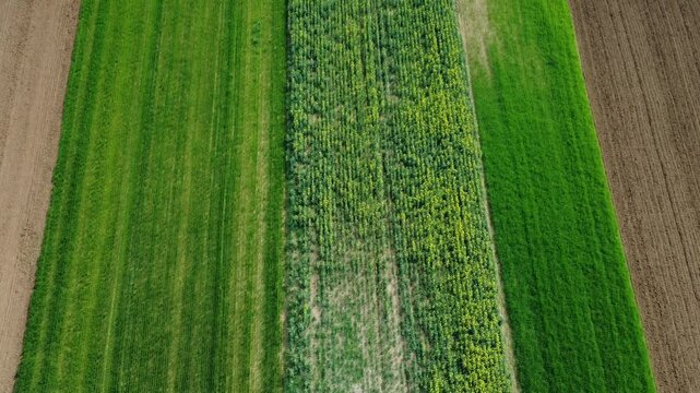 Dal drone campi di colza gialla, grano verde, terreni seminati, pianura Padana,  San Giuliano Vecchio, Alessandria, Piemonte, Italia