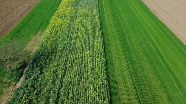 Dal drone campi di colza gialla, grano verde, terreni seminati, pianura Padana,  San Giuliano Vecchio, Alessandria, Piemonte, Italia