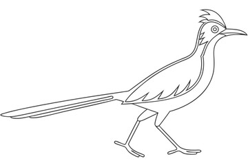 Roadrunner Illustration Line Art Outline Vector Graphic For Coloring Pages And Design
