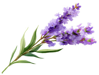 Obraz premium Beautiful lavender flower branch on a white background.