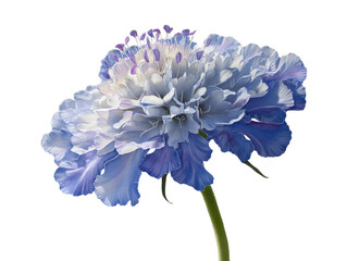 A vibrant blue flower in full bloom.