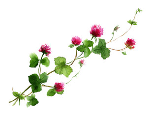 Fototapeta premium Vibrant pink clover flowers and green leaves
