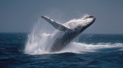Fototapeta premium A breaching whale showcases grace and power, painting the ocean scene with life and energy against a clear sky.