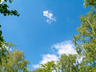 Green foliage and blue sky. Tree tops against the sky and white clouds.