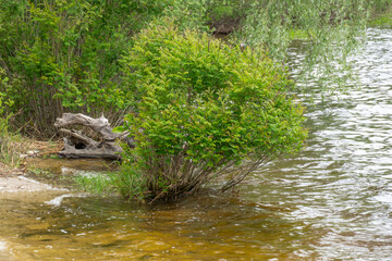 Sandy beach with spring view on picturesque river on natural park. Trees and plants water edge with green rivershore. Landscape with lush foliage and dense grove near water. Atmospher in reserve.