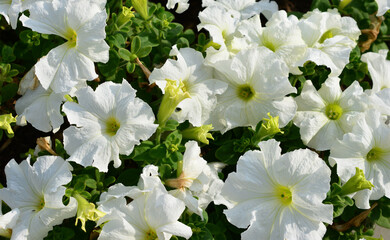 Close-up of beautiful white petunias blooming in a garden