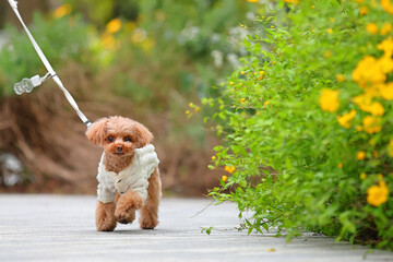 公園を楽しそうに散歩しているトイ・プードル © ぬいぐるみ王国
