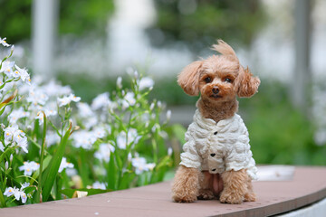 白い花が咲く庭園で記念撮影するトイ・プードル