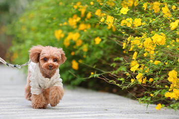 公園を楽しそうに散歩しているトイ・プードル