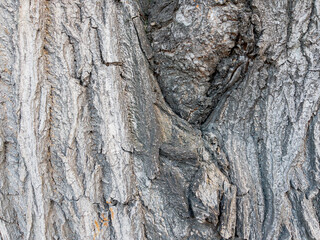 Dry tree bark texture as background