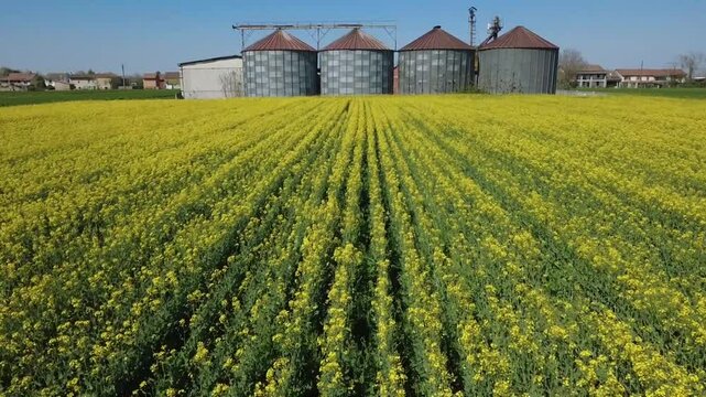 Campo di colza gialla e vecchi silos per stoccaggio grano. Filippona, Lobbi, Alessandria, Piemonte, Italia