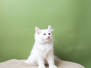 Little white kitten isolated on a green background.