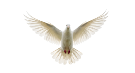 White Dove Soars Gracefully on Transparent Background