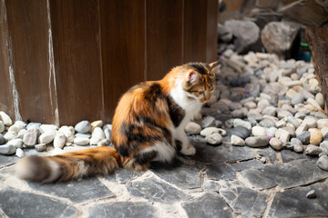 A fluffy long-haired calico cat sits peacefully on a path of smooth gravel stones, its tail curled gently around its paws, eyes half-closed as it soaks in the quiet warmth of the day